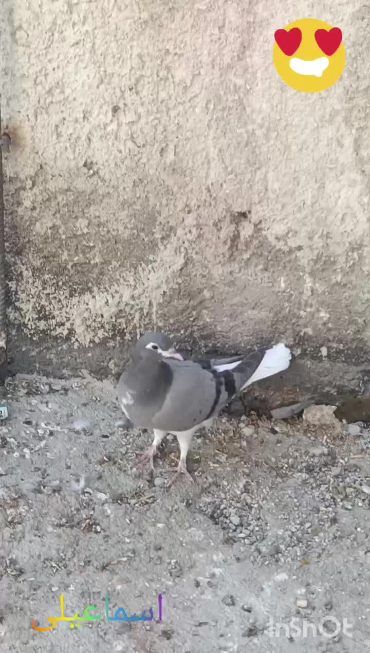 4تا شهری سبز و سیاه جوون|پرنده|کوه چنار, |دیوار