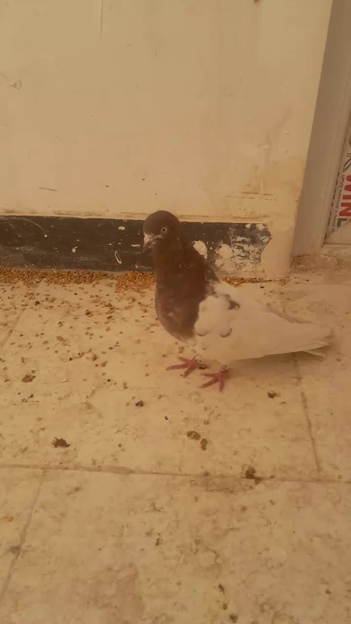 کفتر کله الماسی کینگ سایز|پرنده|فردیس, شهرک ناز|دیوار