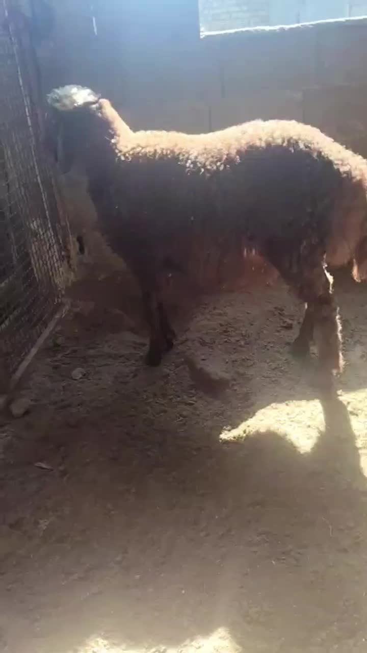 بره نر کیلو نیست بشرط|حیوانات مزرعه|گرگان, |دیوار