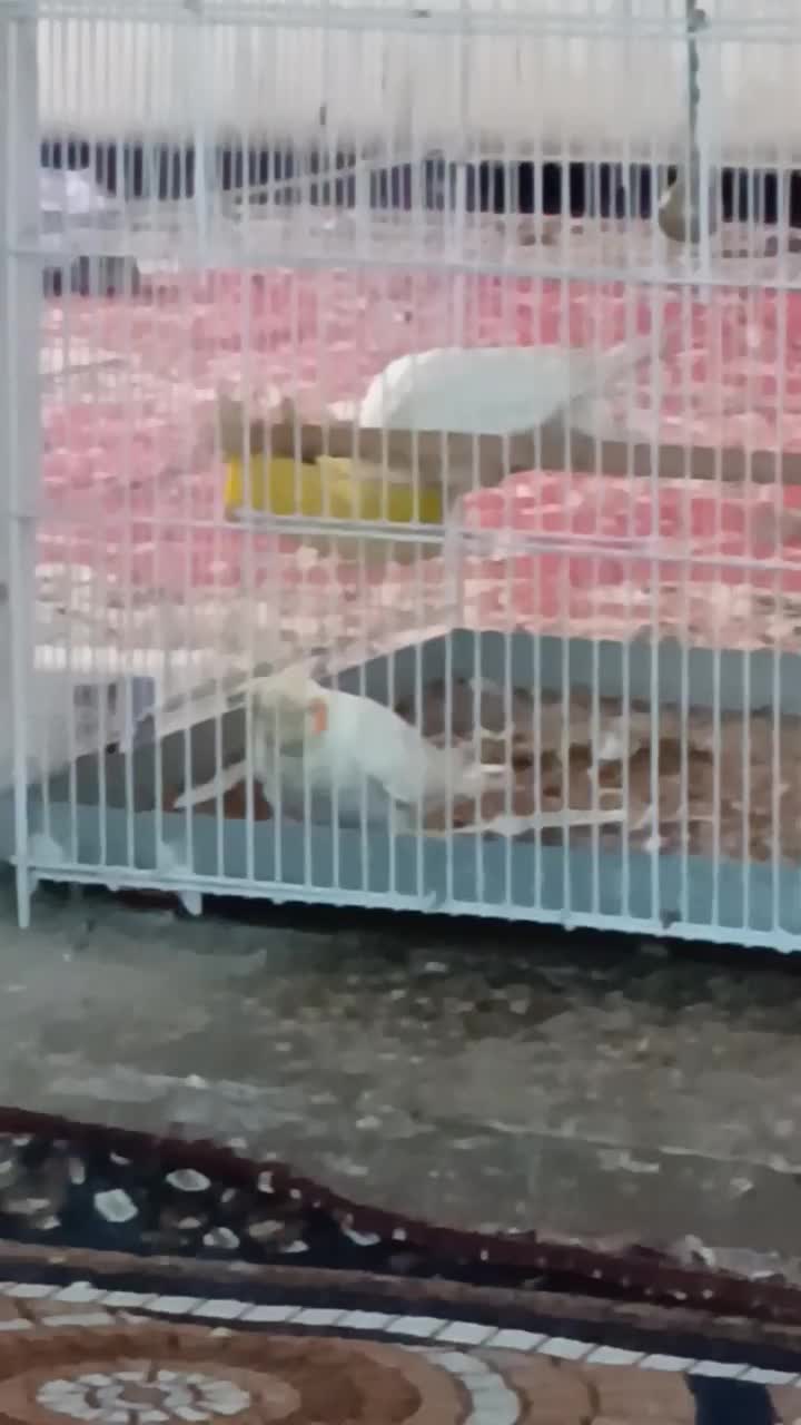 پرنده|حیوانات|باشت, |دیوار