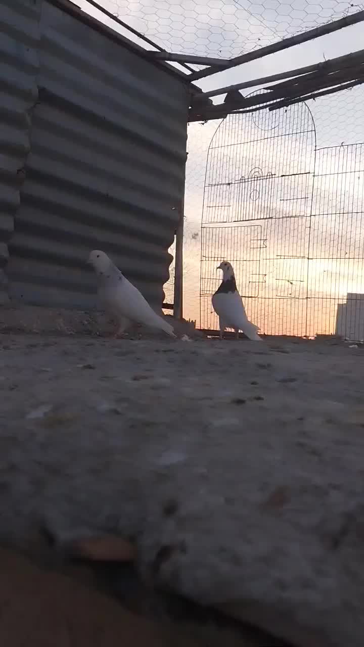 کفتر|پرنده|فردوسیه, |دیوار