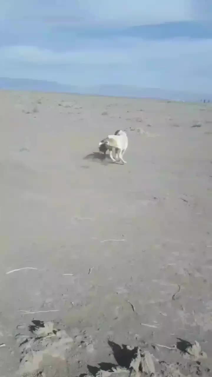 سگ فروشی|سگ|آیسک, |دیوار