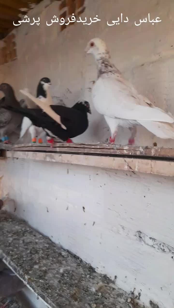 کفترپرشی|پرنده|تاکستان, |دیوار