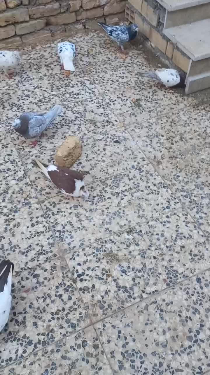 کبوتر|پرنده|چناران, |دیوار