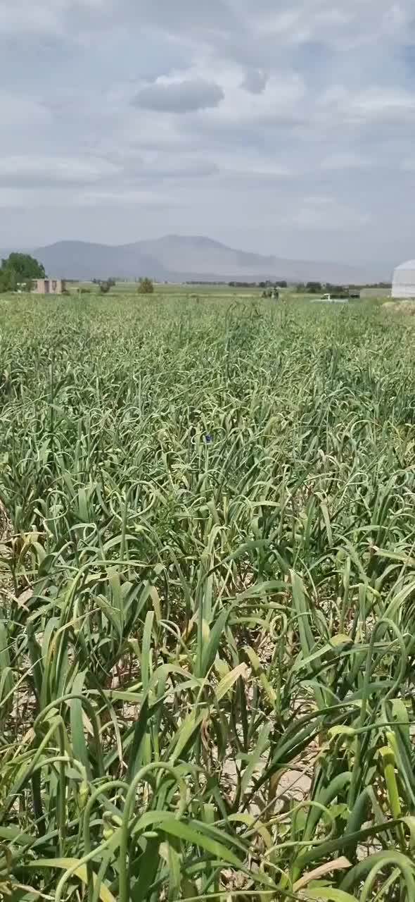سیر|خدمات باغبانی و درختکاری|بیضا, |دیوار