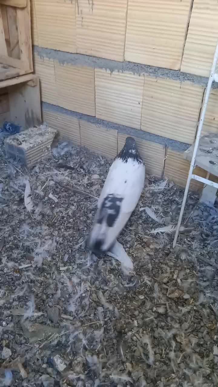 کبوتر|پرنده|لالجین, |دیوار