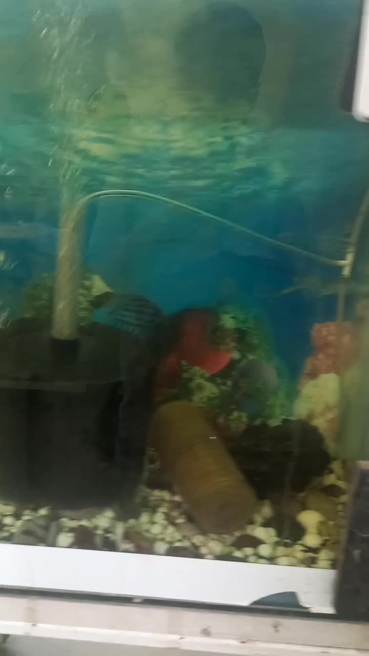 ماهی کوی|ماهی|یزد, |دیوار