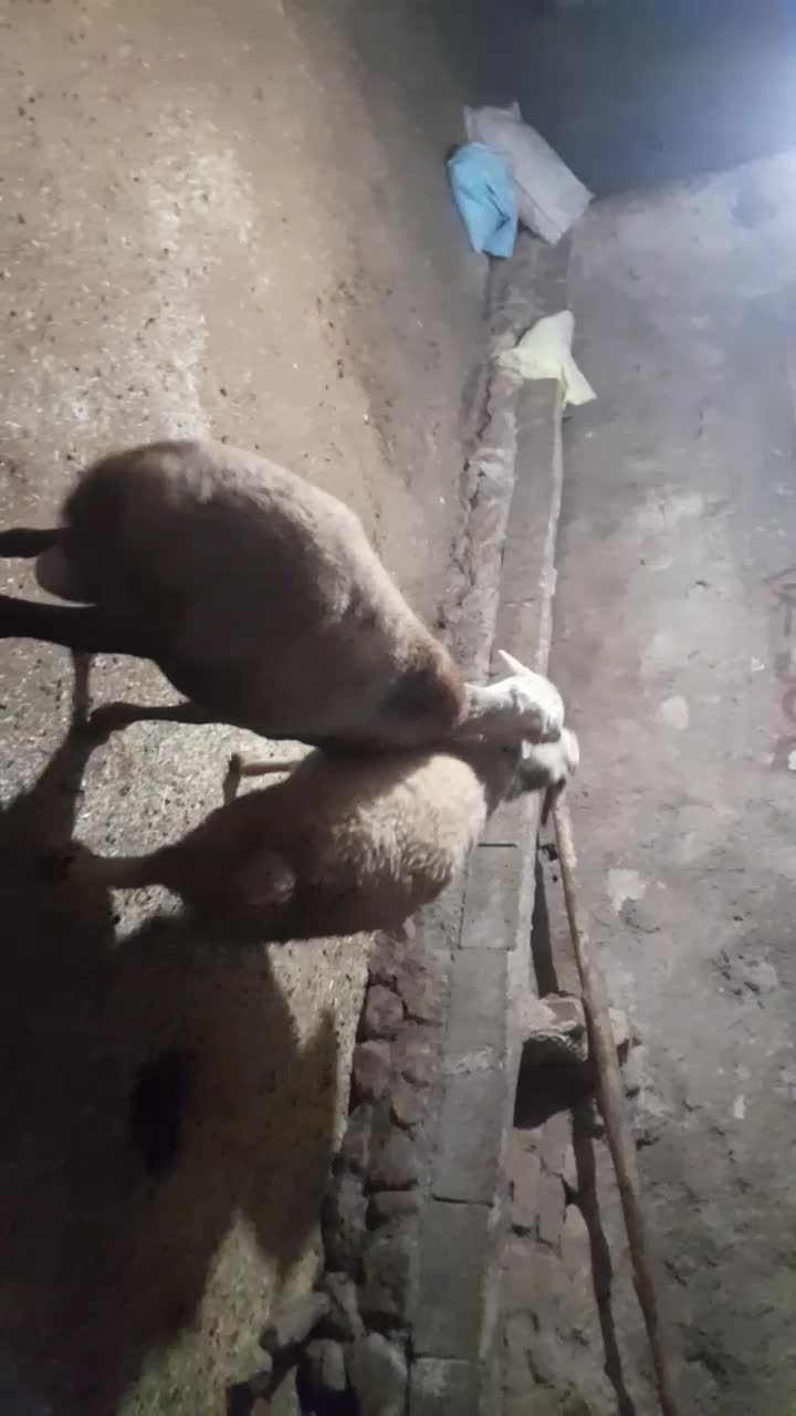 قوچ نژاد مهربان|حیوانات مزرعه|کامیاران, |دیوار