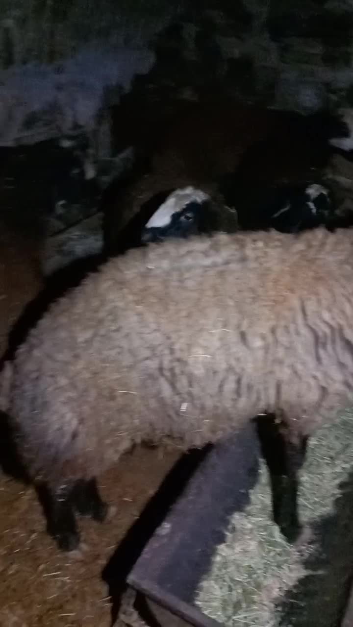 بره نر|حیوانات مزرعه|ضیاء آباد, |دیوار