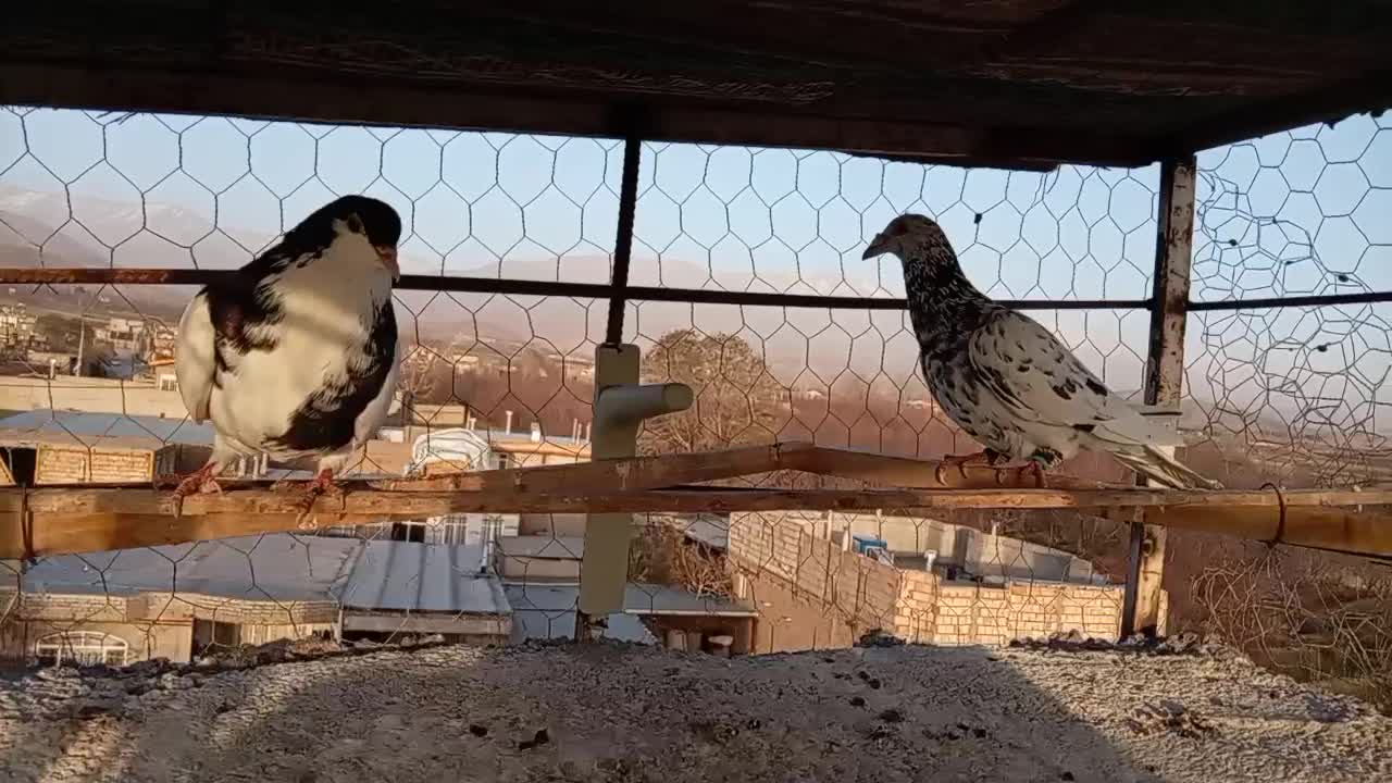 کفتر عالی|پرنده|نیشابور, مازول|دیوار