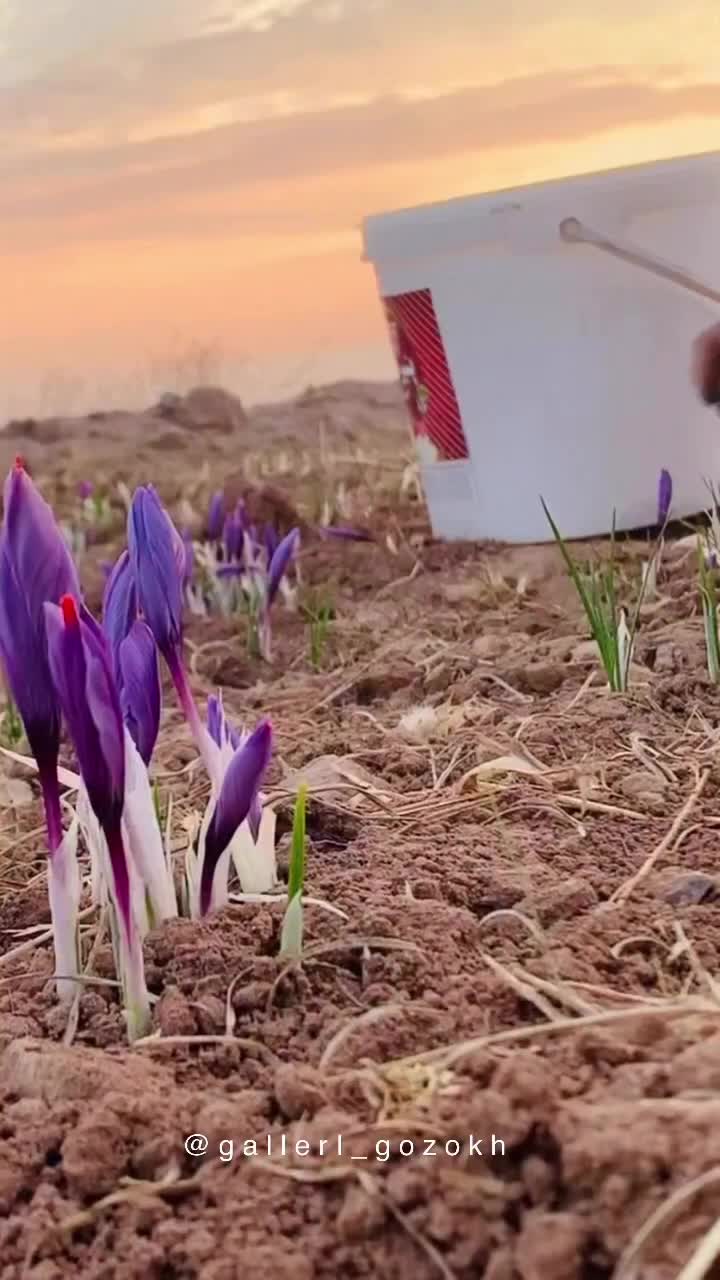 عرضه زعفران زرشک پسته هل عناب و سایر ادویه جات|خوردنی و آشامیدنی|شیراز, دشت چنار|دیوار