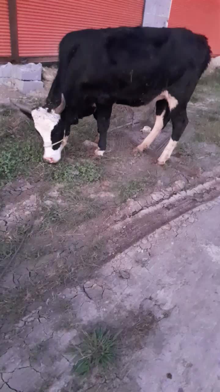 گاویا لیشه چالوسی|حیوانات مزرعه|رشت, حومه رشت|دیوار