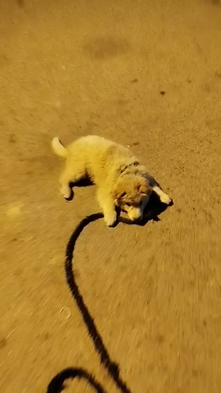 پامر خرسی قیمت ۱۵۰۰۰۰۰|سگ|یاسوج, |دیوار