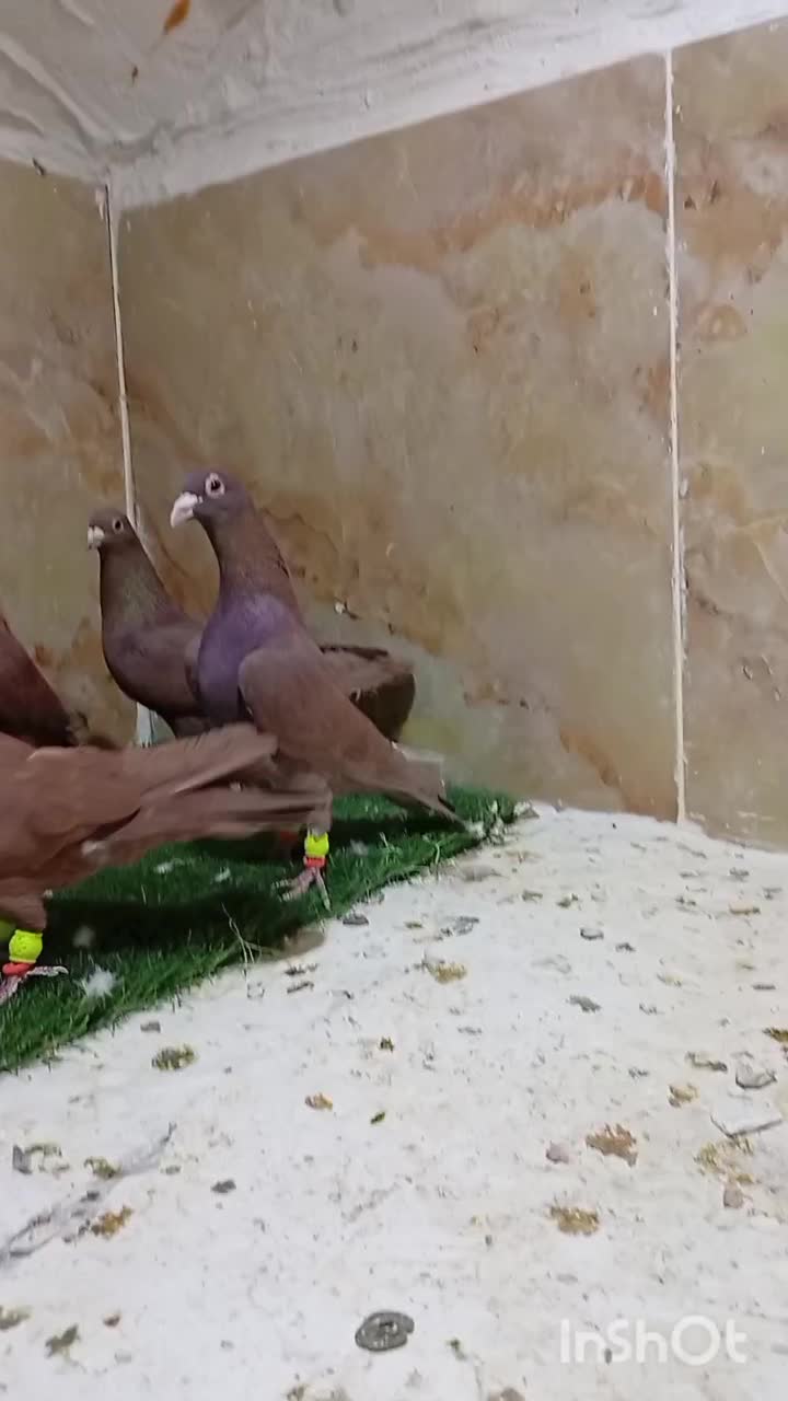 کفتر|پرنده|یزد, |دیوار