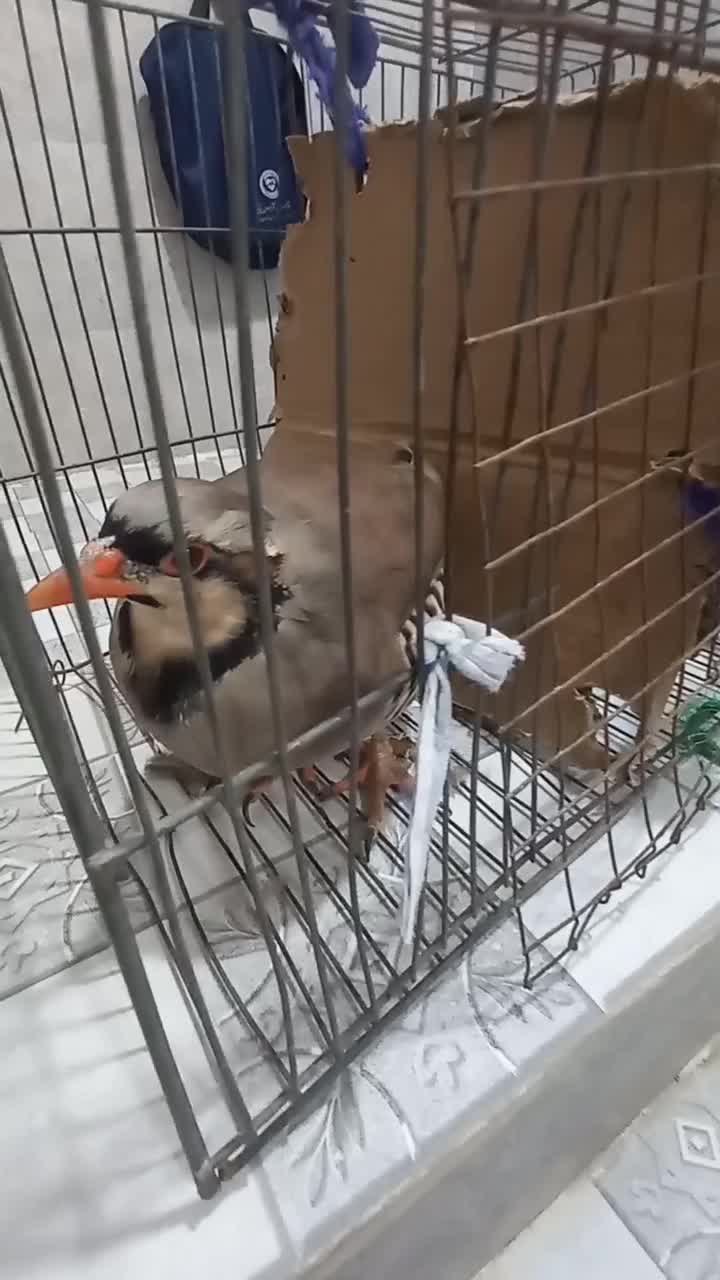 بلدرچین بالغ|پرنده|توکهور, |دیوار