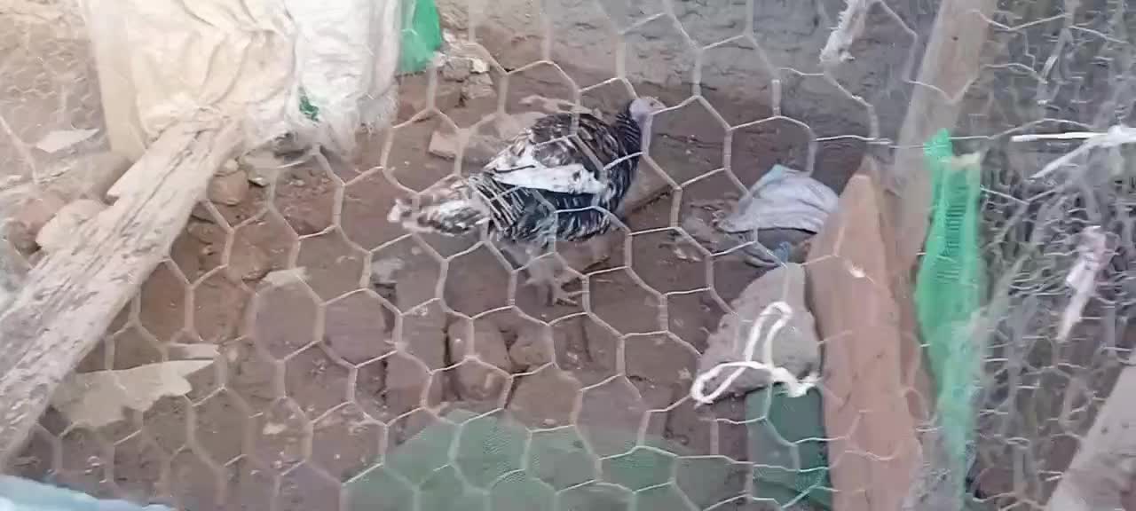 بوقلمون و غاز|حیوانات مزرعه|لالجین, |دیوار