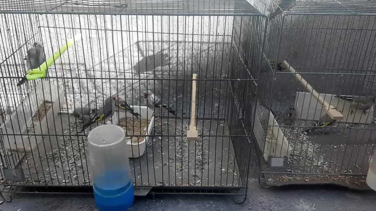 سهره|پرنده|فردیس, شهرک ارم|دیوار