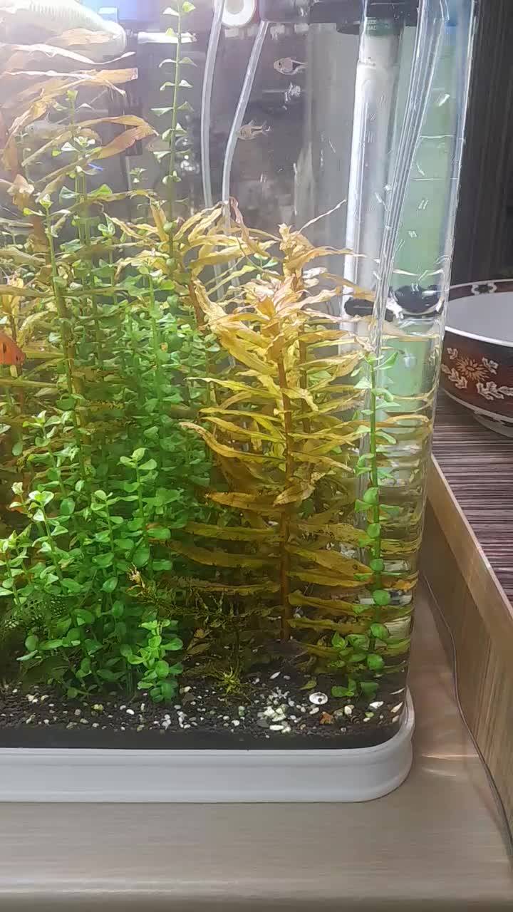 آکواریوم آماده و حاضر بکار|ماهی|تبریز, |دیوار