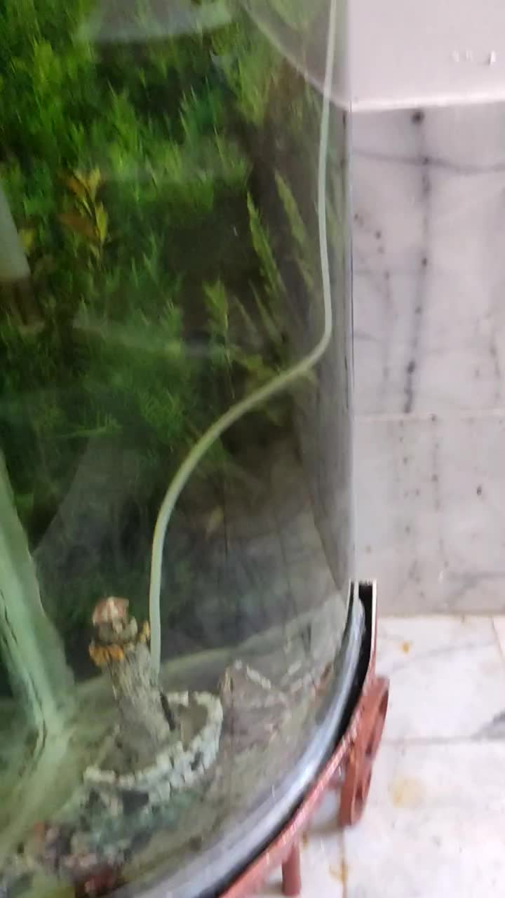 فروش و معاوضه آکواریم شیشه خم|ماهی|اصفهان, ملک‌شهر|دیوار