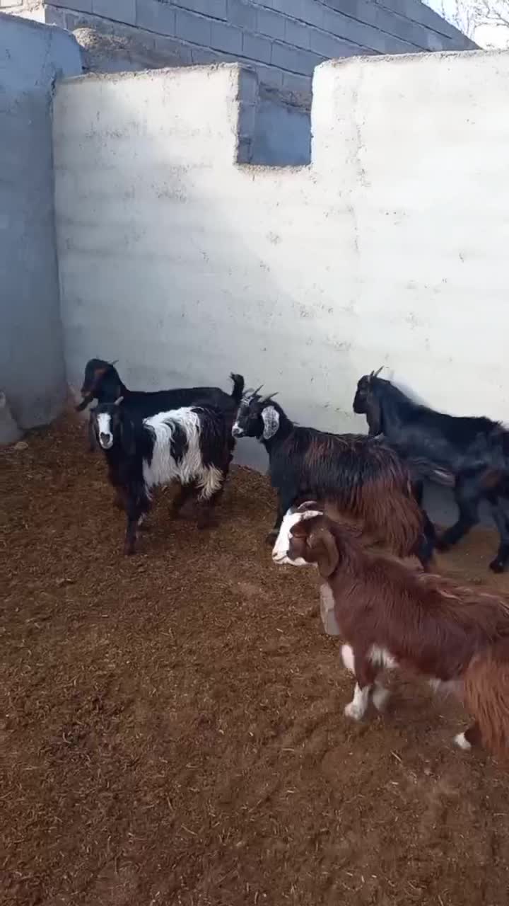 بزغاله|حیوانات مزرعه|شاهرود, |دیوار