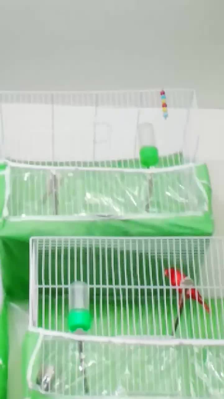 سهره ۴ گل و قناری مست شلاقی زنگی|پرنده|مشهد, کوی دروی|دیوار