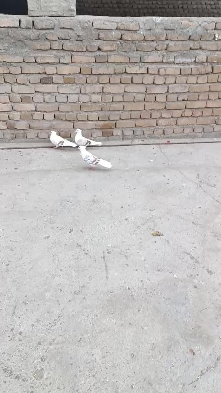 پلنگ نباتی|پرنده|دورود, |دیوار