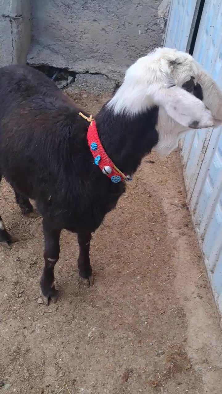 بره قوچ ومیش بره|حیوانات مزرعه|بیرانوند, |دیوار