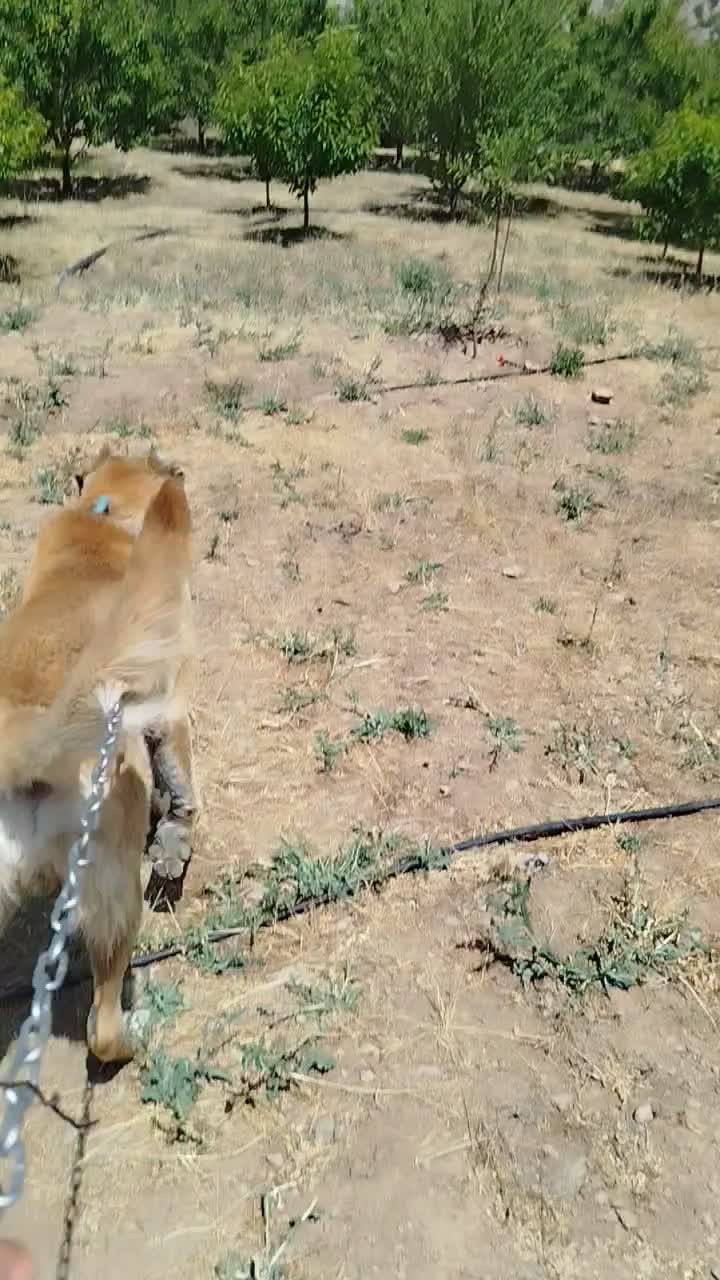 سرابی 14ماهه|سگ|چورزق, |دیوار