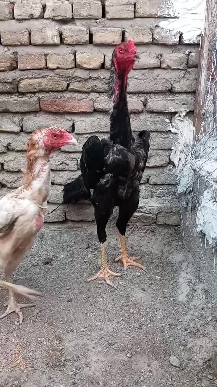 فروش جوجه اوشامو و تخم اوشامو|حیوانات مزرعه|قائم‌شهر, |دیوار