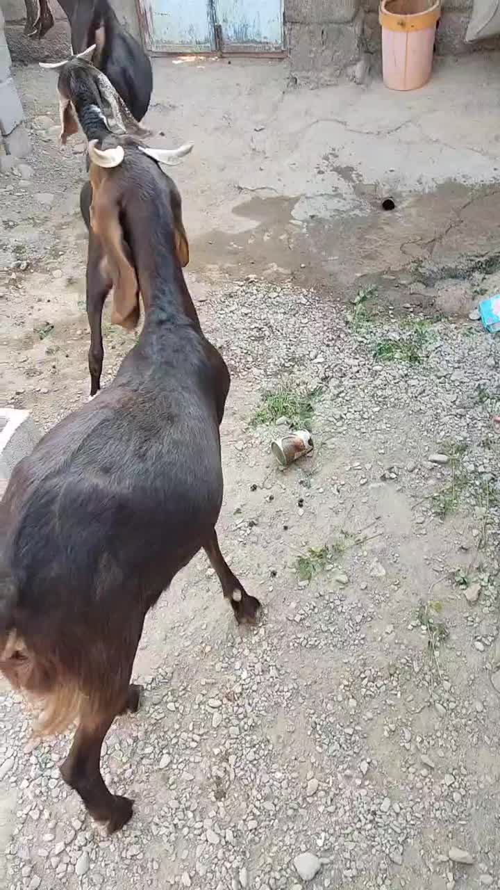 بزمری|حیوانات مزرعه|ایرانشهر, |دیوار