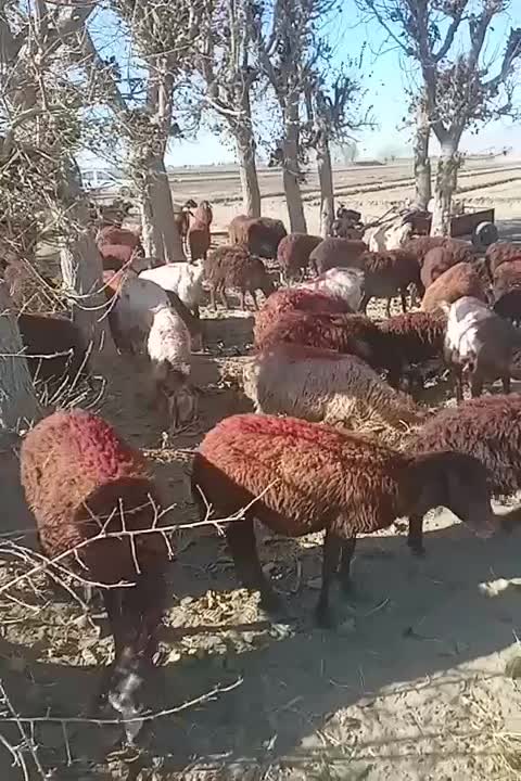 میش تعداد۲۵ جمع کل ۴۰|حیوانات مزرعه|طاغنکوه, |دیوار