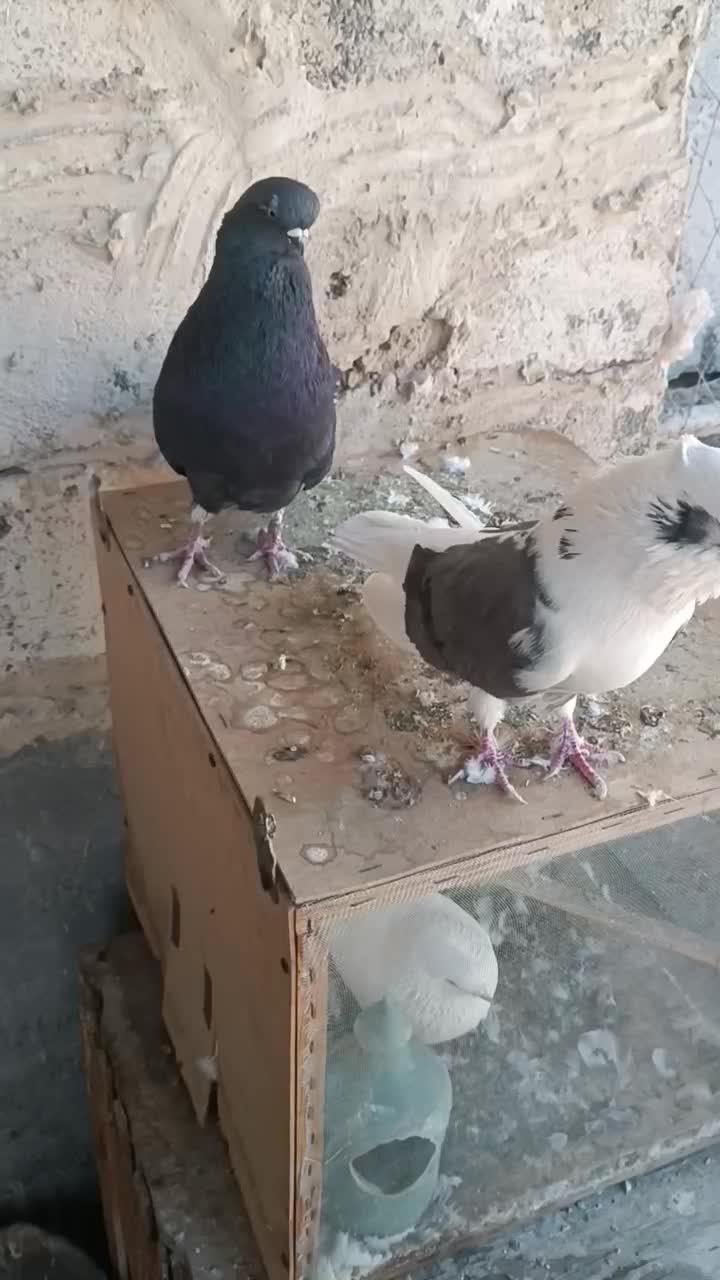 کبوتر نوک قنار|پرنده|وحیدیه, |دیوار