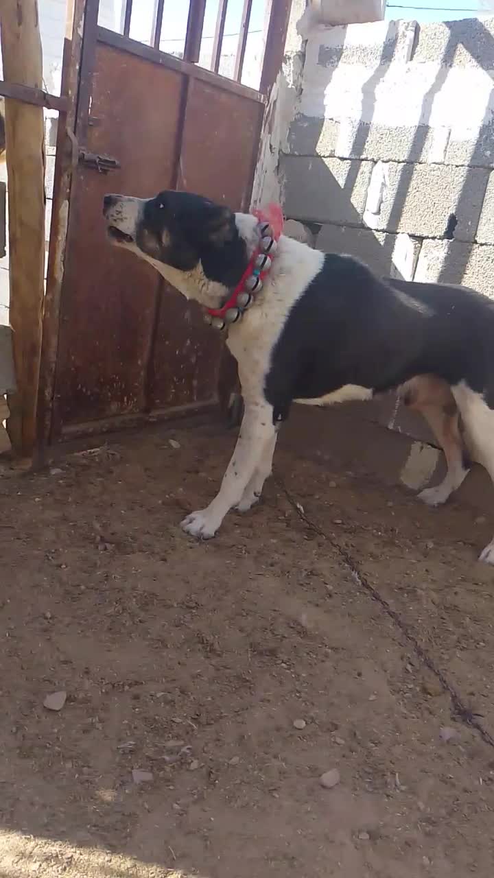 واگذاری سگ|سگ|لار, |دیوار