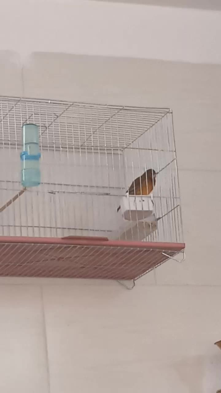 قناری و سهره|پرنده|کرمان, |دیوار