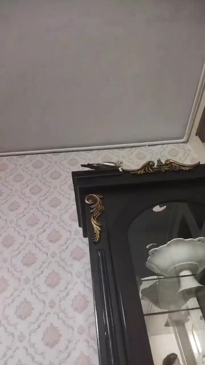 عروس هلندی ۴ ماه|پرنده|چهارباغ, |دیوار