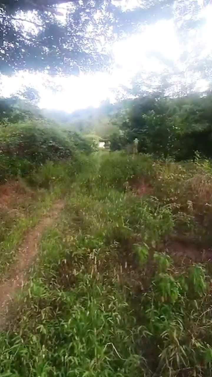 باغ جنگلی بلوردکان گیلان|فروش زمین و ملک کلنگی|اطاقور, |دیوار