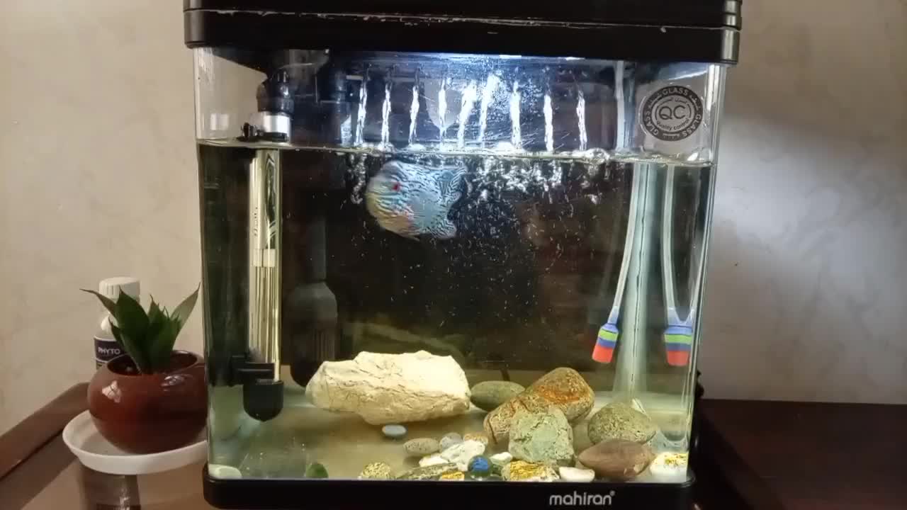 ماهی فلاور کامفا|ماهی|تهران, دریا|دیوار