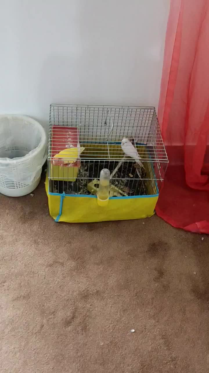 دوعدد پرنده|پرنده|سوسنگرد, |دیوار