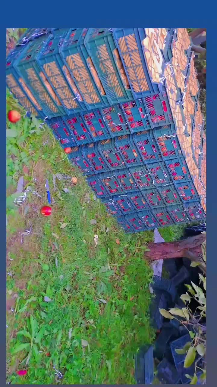 سیب لوکس|عمدهفروشی|اهر, |دیوار