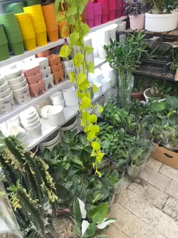 گیاهان اپارتمانی مقاوم|گل و گیاه طبیعی|تهران, مینای جنوبی|دیوار