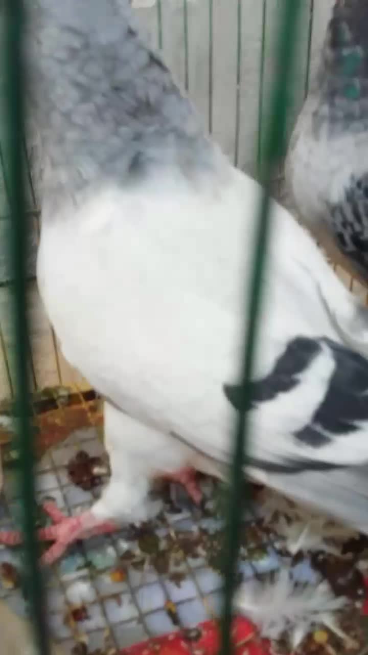 فروش یامعاوضه 3جوجه کبوترموریسردلبر|پرنده|برازجان, |دیوار