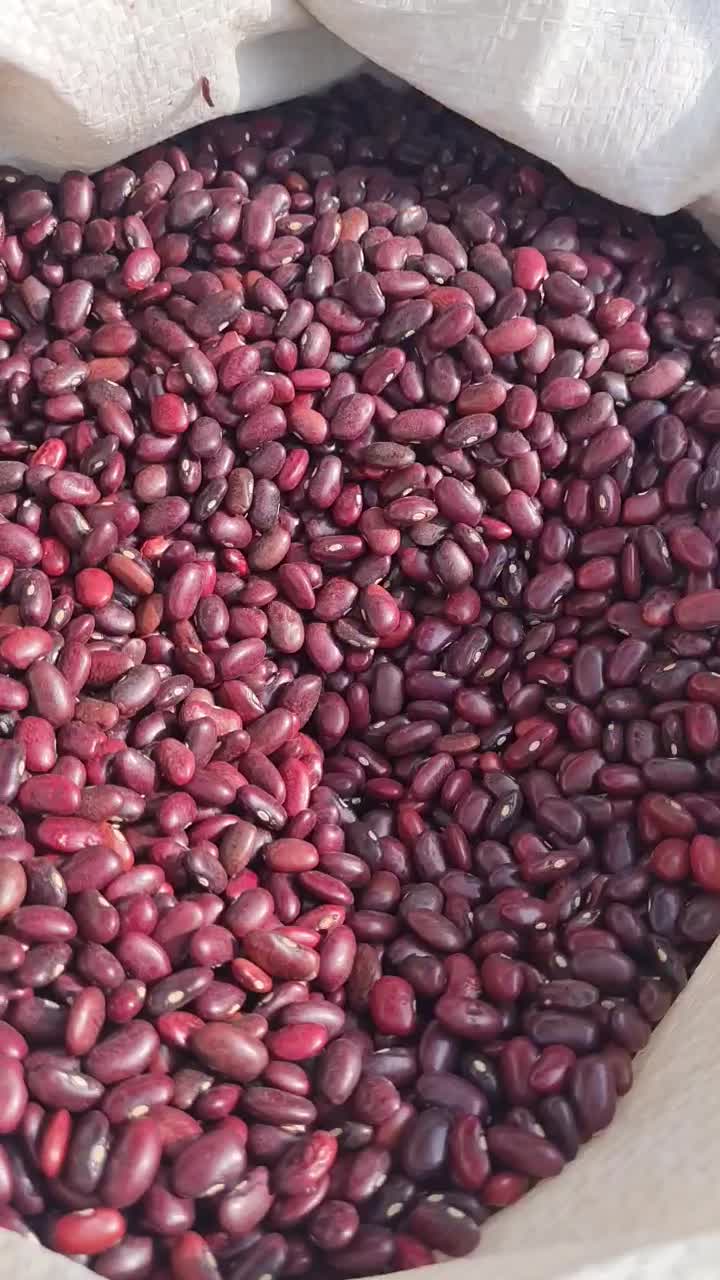 لوبیا قرمز|خوردنی و آشامیدنی|اصفهان, کوی گلزار|دیوار