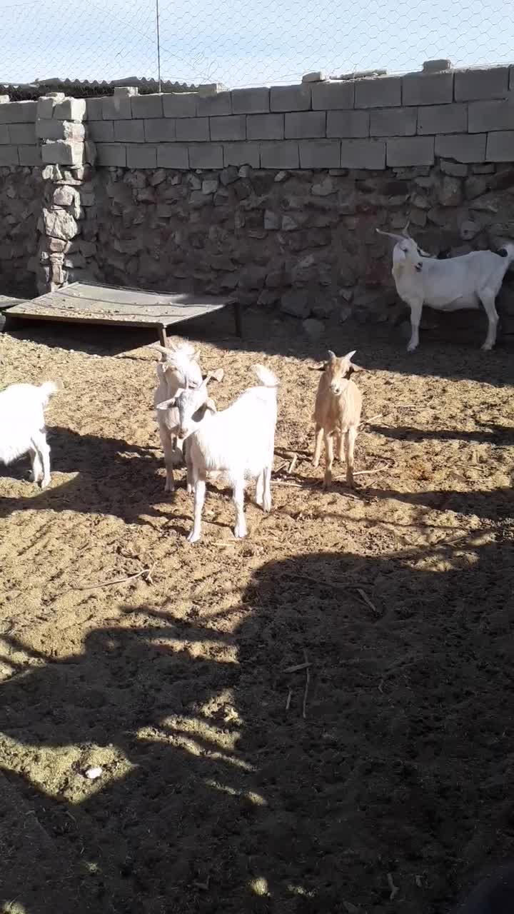 کولار سانن اصل|حیوانات مزرعه|فردوس (خراسان), |دیوار