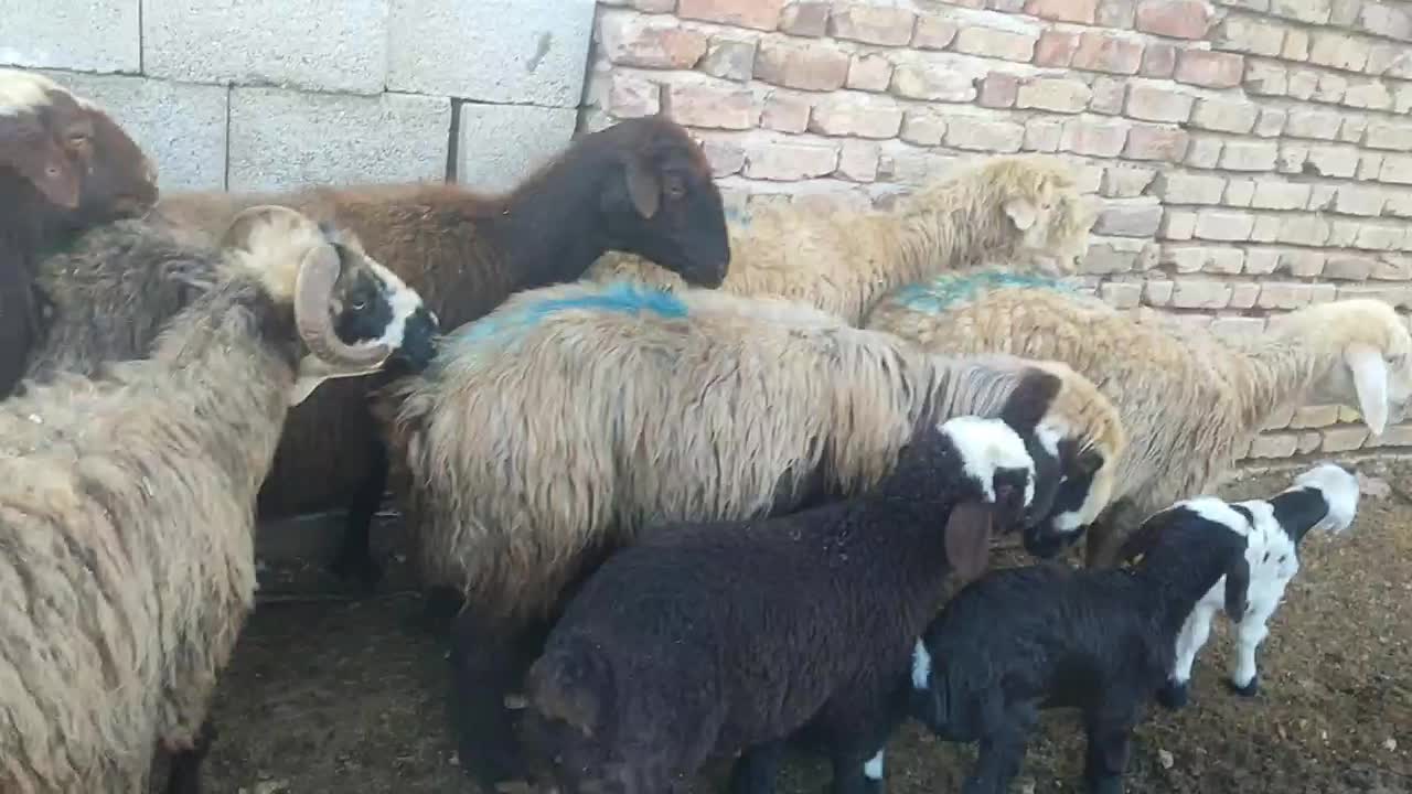 فروش میش بردار وابستن سنگین درجه یک|حیوانات مزرعه|پاسارگاد, |دیوار