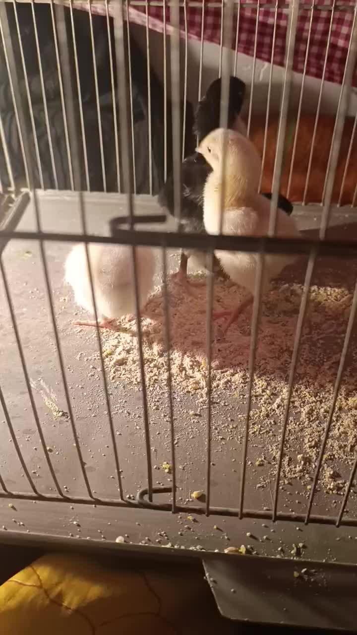 مرغ خروس جوجه لاری اوشامو تخم نطفه دار|حیوانات مزرعه|تبریز, |دیوار