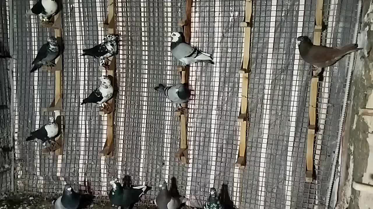 کبوتر|پرنده|شیراز, فرگاز|دیوار