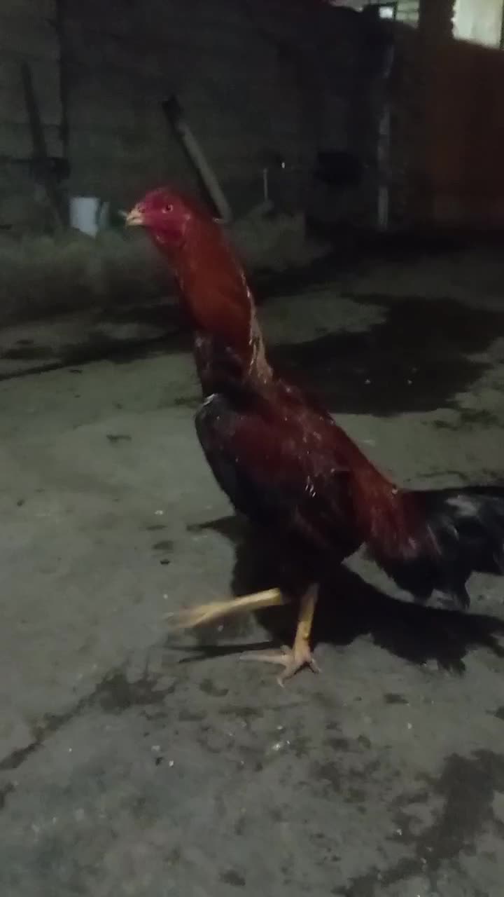 لاری|حیوانات مزرعه|مینودشت, |دیوار