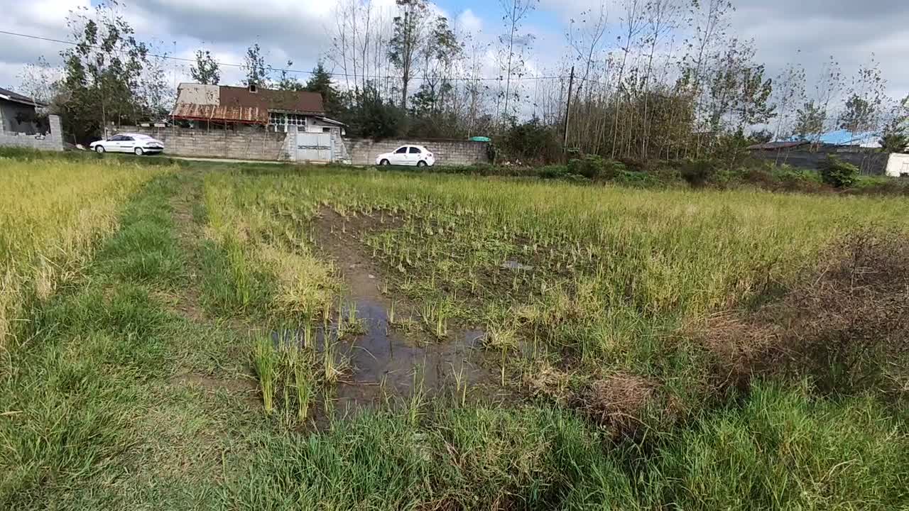 زمین شالیزار|فروش زمین و ملک کلنگی|خمام, |دیوار