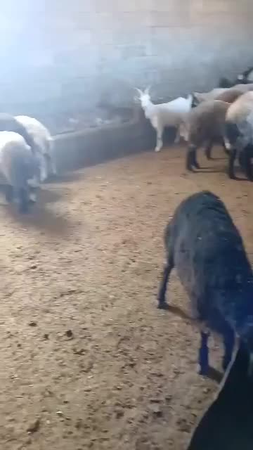 بره نر چاق|حیوانات مزرعه|بوئین و میاندشت, |دیوار