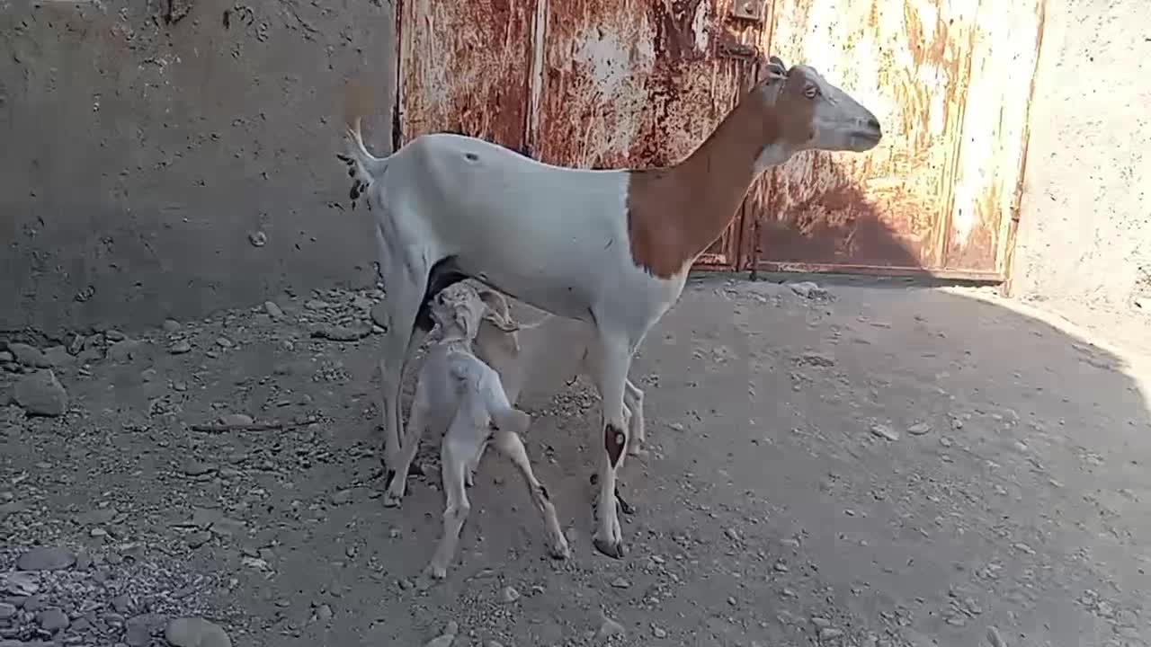 فروش بز کراچی با دو کهر ماده|حیوانات مزرعه|رویدر, |دیوار